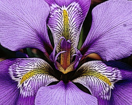 Iris . jpg - bloom, petals, purple, iris