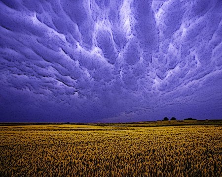 Field. jpg - purple, grain, stormy, field, sky