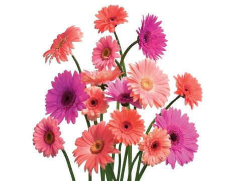 Boquet. jpg - flowers, boquet, pretty, colorful