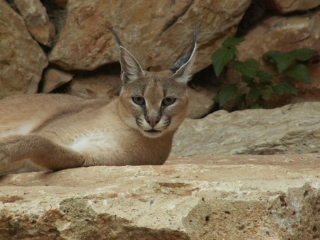 CARCAL IS A WILD CAT - handsome, wildcat, gorgeous, beautiful