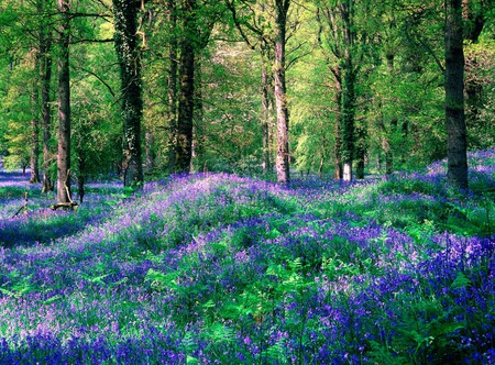 Bluebells Forest - pink, scarlat, heather, flowers, trunks, plants, nice, amber, sunlight, lupines, natural, wonderful, pines, grasslands, nature, green, pictures, blue, bluebells, amazing, grass, forest, photo, leaves, scarlet, forests, purple, violet, branches, carpet, trees, beautiful, photography, photoshop, morning, cool, ambar, afternoon, awesome, leaf