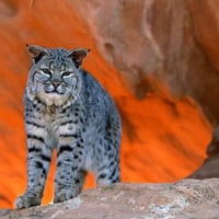 Bobcat