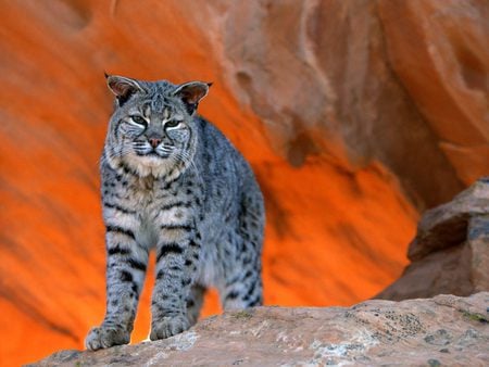 Bobcat - bobcat, cat, animals, utah