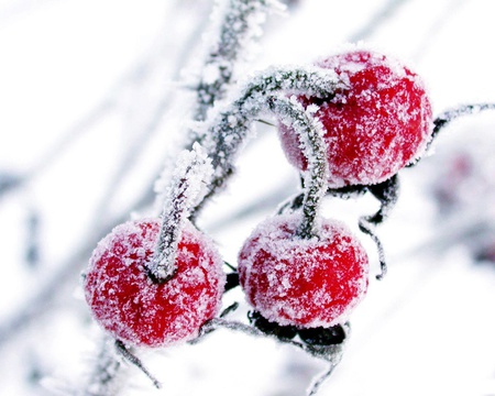 Iced  Cherrys. jpg - red, fruit, iced, frozen, yum, cherrys