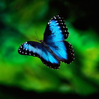 Blue-Butterfly