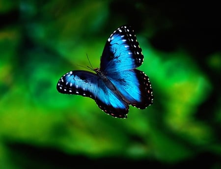 Blue-Butterfly - blue, hot, cute, butterfly, animals