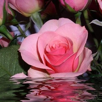 Rose Reflection. jpg