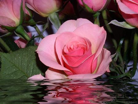 Rose Reflection. jpg - reflection, pink, floating, water, rose