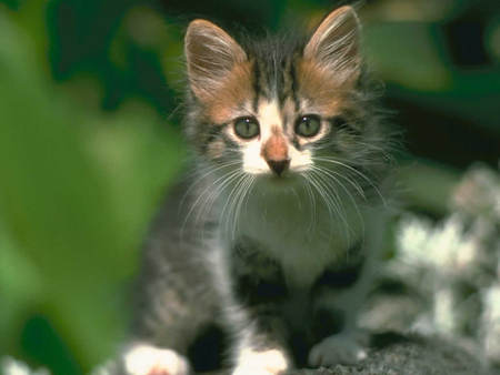 Kitten - cats, animals, cute, curious, kittens