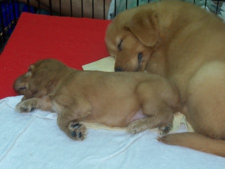 Thai Puppies for Sale at Chatuchak Market - chatuchak market, thailand, golden retriever pups