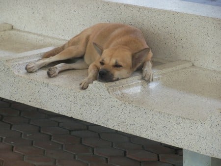 Sweety Pie - thailand, sweety pie, dogs, stray dog