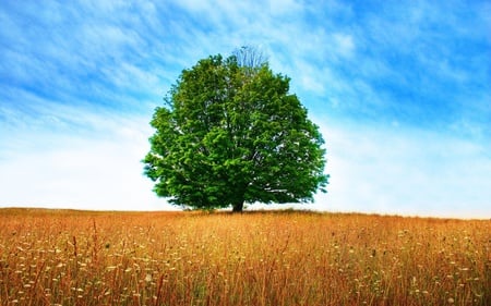 tree - fields, trees, nature