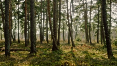 pine forest - pine forest, nature