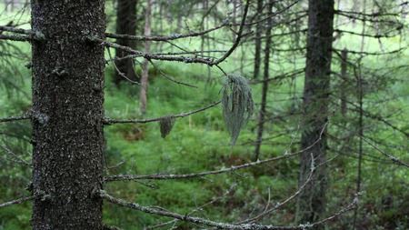 forest - forest, nature