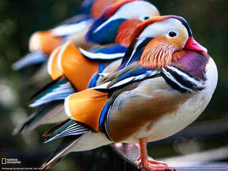 DUCKS!!!!!!!!! - duck, colour, cool