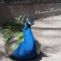 Peacock