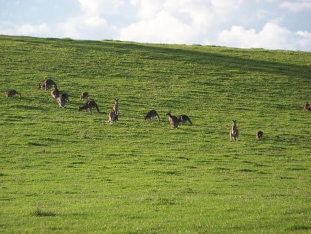 Nice Mob of Kangaroos - kangaroo, joey, mob