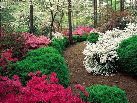 flowers - beautiful white rozazhi shrubs, forest