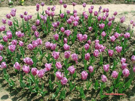 Purple tulip - kashmir, pyrple, beautiful, tulip, flower