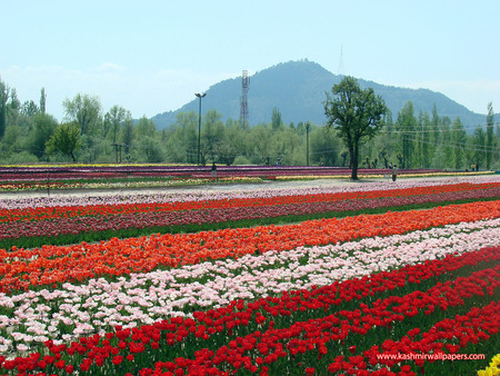 Tulip sea - Kashmir - kashmir, trail, mountain, tulips, flowers, long