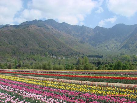 mountains & tulips - kashmir, mountain, trails, tulips, green