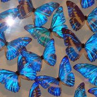 BLUE BUTTERFLIES