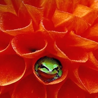 Little Frog in Flower