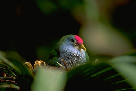 Bird in Nest - bird in nest, cool, picture