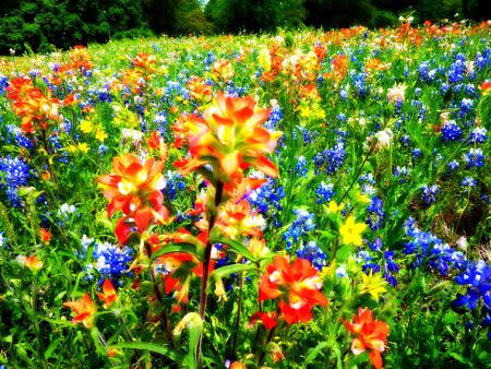 Field of Flowers - nature, trees, flowers, field, bluebonnets, grass