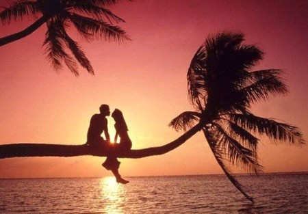 Love on Tree - love on tree, picture, cool