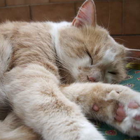 Kitty's sleeping deeply