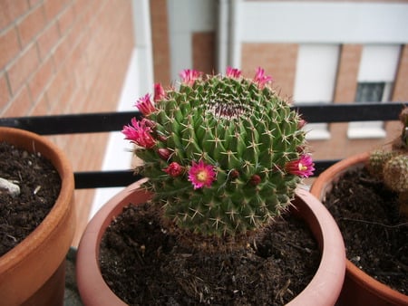 Blooming cactacea  - succulentae, fatty plant, flowers, spring, cactus