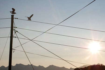 Birds on wires - sky, seagulls, sunset, birds