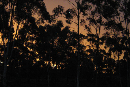 Fascinating things - trees, orange sky, sunset, mysterious, lights