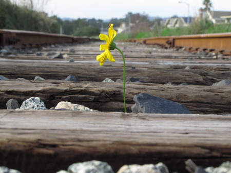 A Lone Flower - train, flower, rocks, tracks, yellow