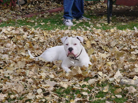 Dont rake the leaves ! - leaves, fun, fall, american bulldaog