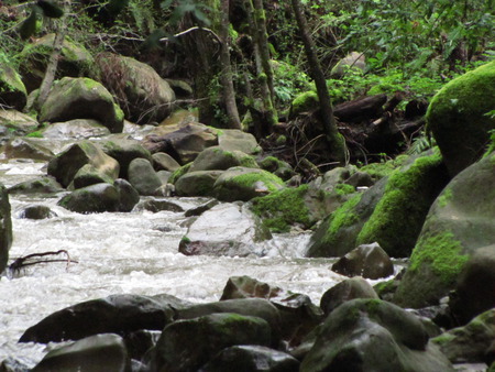 Rocky Waterfall - trees, water, waterfall, moss, grass, rocks