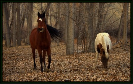 Horses Alone in the Forest