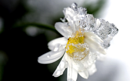 Iced Flower - ice, winter, nature, beautiful, daisy, white flower, flower