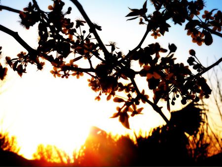 Summer Night Sunset - night, tree, summer, flowers, sunset