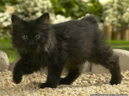 Black Kitty - black, cute, cats, curious