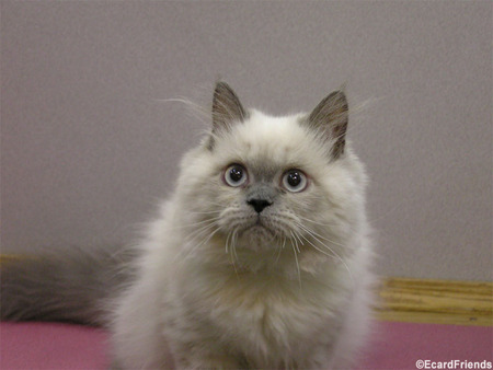 Curious Kitten - white, fluffy, cats, animals, cute, curious