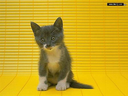 Kitten - kittens, cute, cats, curious, animals