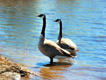 Canada goose - goose, birds, water, canada