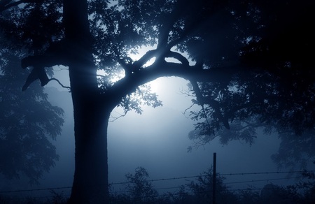 Shadowy Bliss - shadows, bliss, night, fog, tree, dusk, hapiness