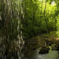 Joyful Forest Lights