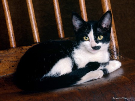 White Shorthair Kitty - cats, animals, shorthair, kittens, calm