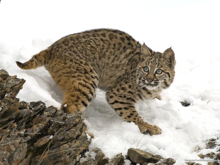 Bobcat - snow, cats, animals, bobcats