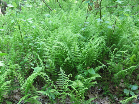 Ferns - plants, ferns