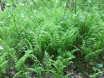 Ferns